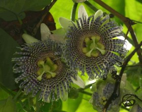 Édes granadilla - Különleges gyümölcstermők az Egzotikus Növények Stúdiója kínálatából